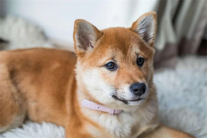 How Much to Feed Your Dog: The Complete Feeding Guide
