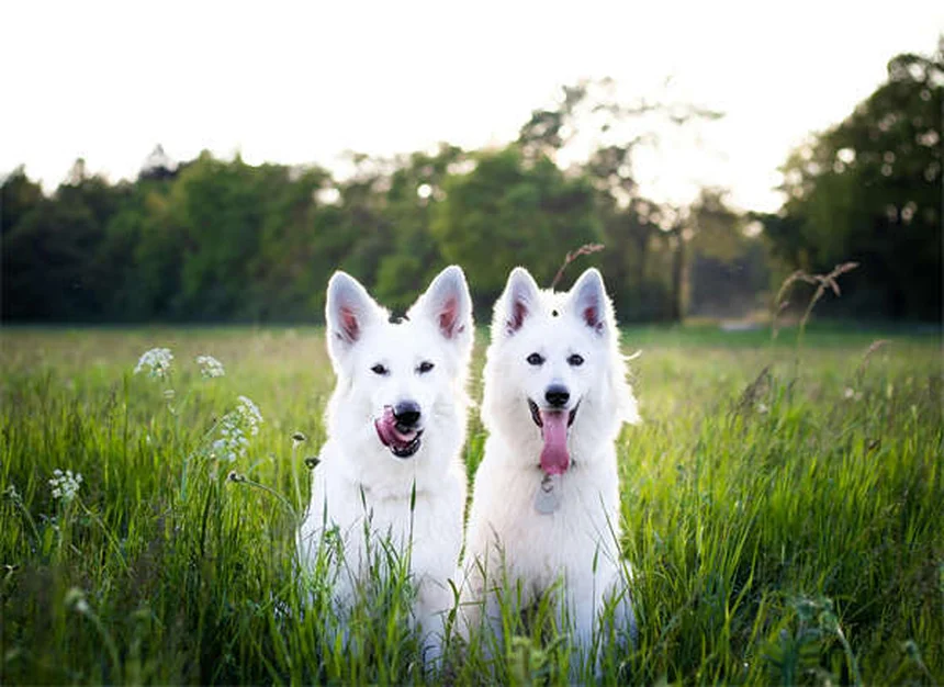 How Much to Feed Your Dog: The Complete Feeding Guide