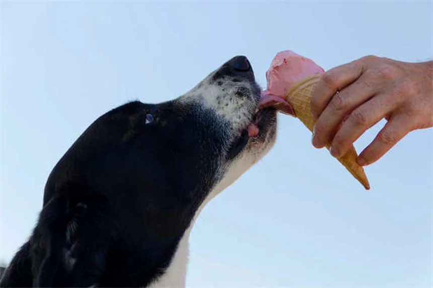 What to Feed a Dog After Vomiting: Vet-Approved Guide