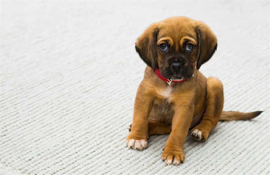 What to Feed a Dog After Vomiting: Vet-Approved Guide