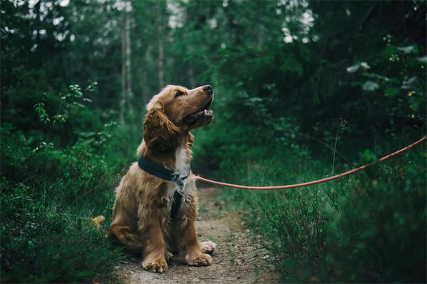 CBD for Cats: Safe Uses & Benefits Explained (2024 Guide)