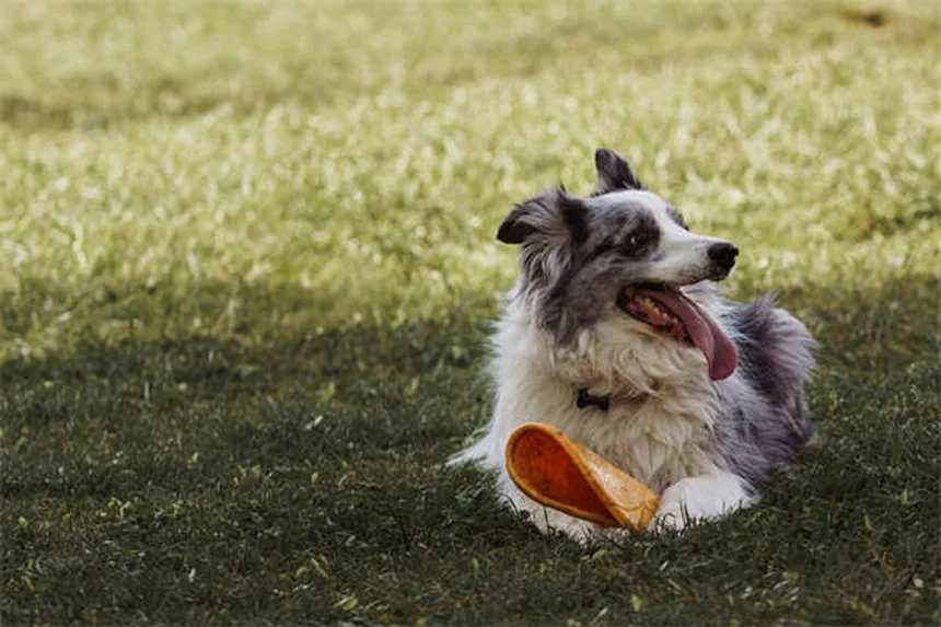 Dog Flea Treatment for Cats: Why It's Deadly & Safe Alternatives